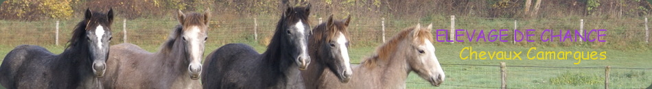 ELEVAGE DE CHANCE